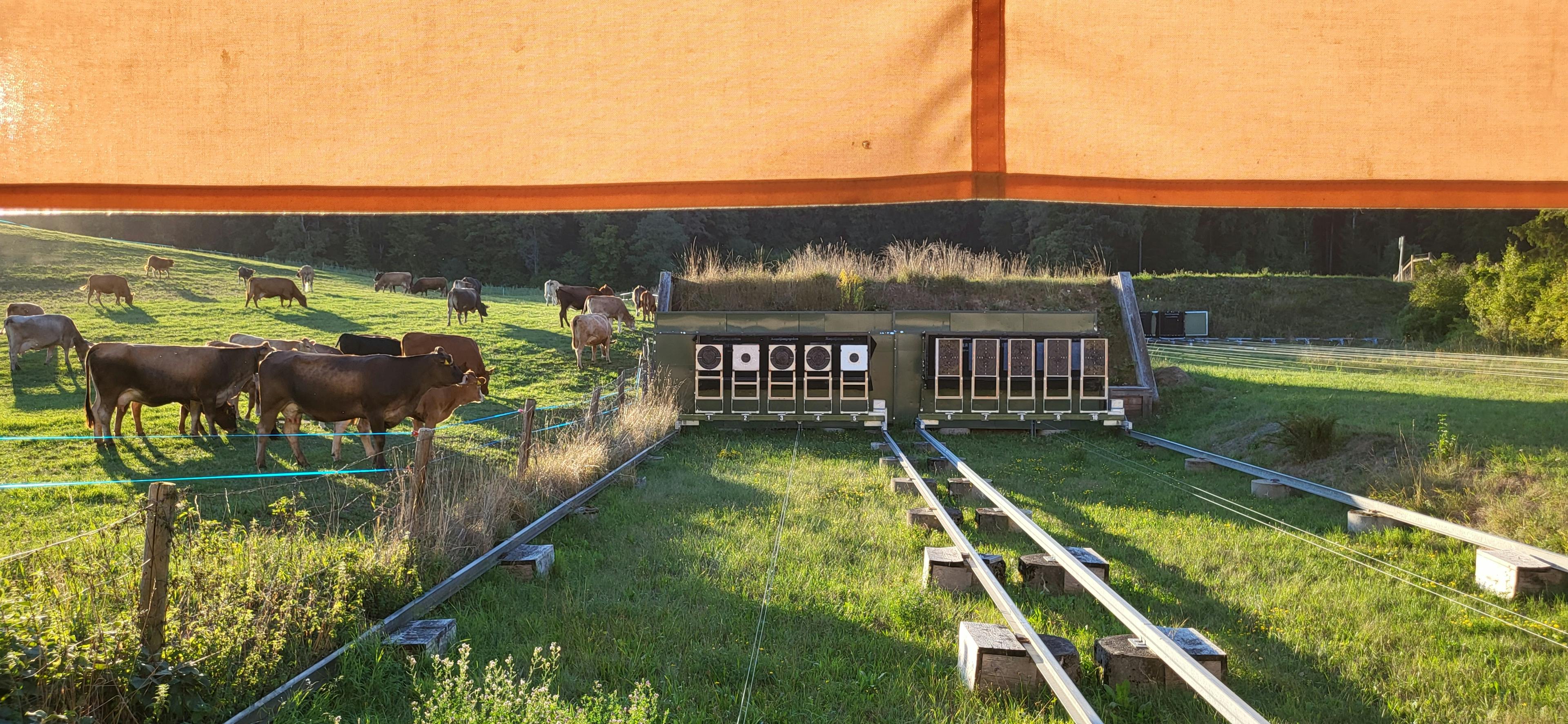 25m Zugscheibenanlage. Die Scheibenwagen gleiten auf den Schienen hin und her. Der Linke Wagen ist absechselnd mit Schnellfeuer- und Präzisionsscheiben ausgestattet, der rechte Wagen hat durchgehend Ordonnanz-Schnellfeuerscheiben eingesetzt. Die Kühe sind sich den Schiesslärm übrigens gewöhnt und kommen immer neugiereig nahe.